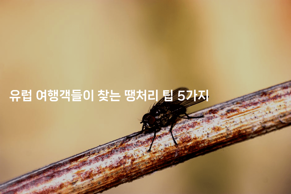 유럽 여행객들이 찾는 땡처리 팁 5가지2-공항노숙자