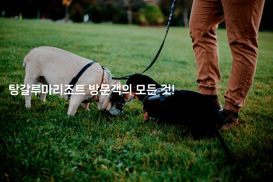 탕갈루마리조트 방문객의 모든 것!2-공항노숙자